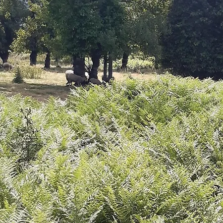 As Casinhas Dos Meus Avos By Quinta Do Paco Affittacamere