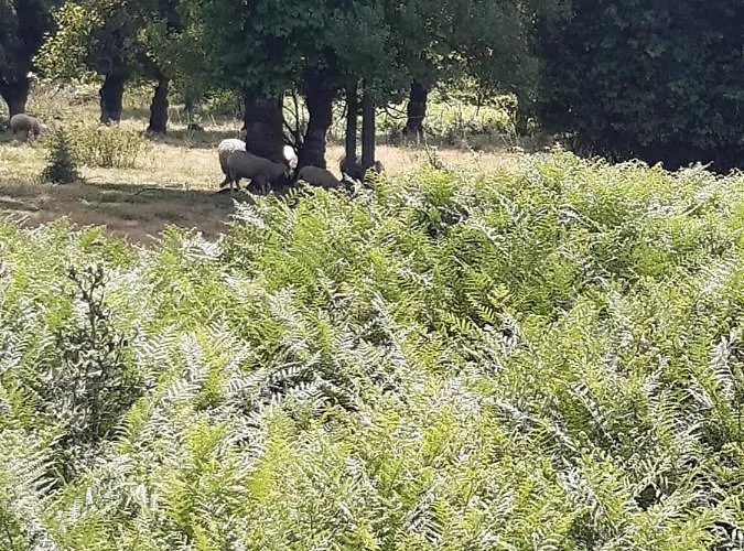 As Casinhas Dos Meus Avos By Quinta Do Paco Affittacamere